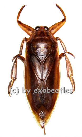 Lethocerus grandis ( 70 – 84 )