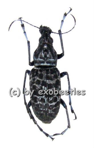 Mecotropis caelestis ( 15 - 19 )