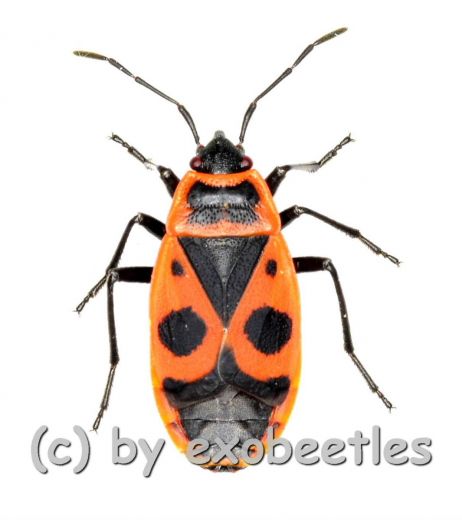 Pyrrocoris apterus ( 5 – 14 )