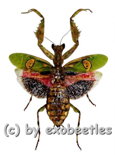 Creobroter gemmatus