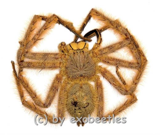 Heteropoda davidbowie ( Huntsman Spider ) ( Medium )