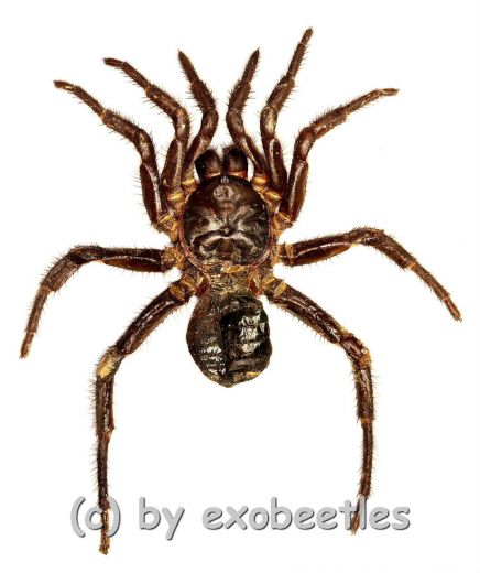 Liphistius spec. ( Trapdoor Spider )