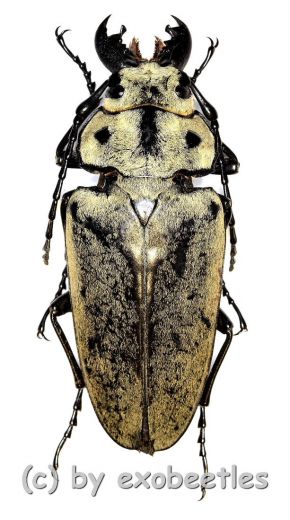 Trictenotoma mouhoti ( 45 – 49 )