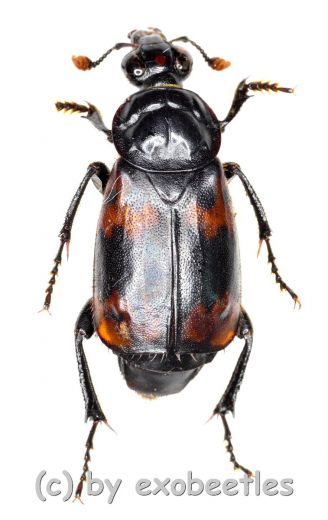 Necrophorus nepalensis ( 15 – 19 )