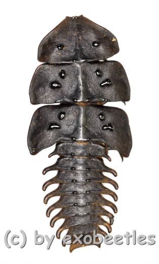 Platerodrilus sp. ( 25 – 29 )