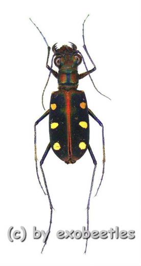 Cicindela ( Cosmodela ) aurulenta aurulenta ( 15 - 19 )