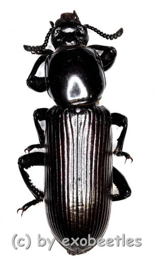 Chiroscelis digitata