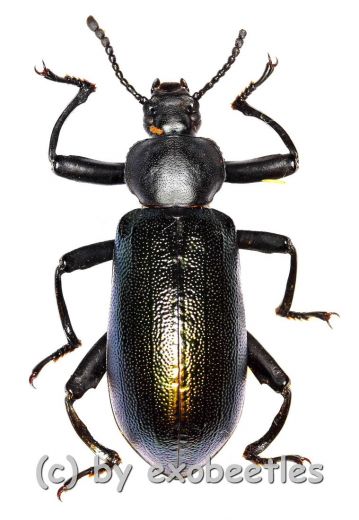 Odontopezus cupreus cupreus ( 30 – 34 )