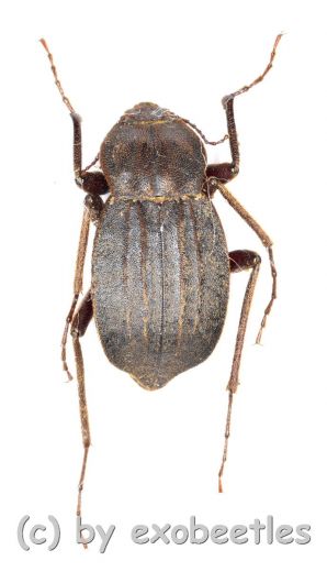 Tenebrionidae spec. #18 ( 15 – 19 ) A2