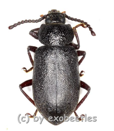 Tenebrionidae spec. #23 ( 10 - 14 )