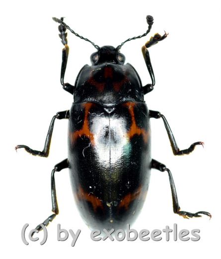 Tenebrionidae spec. #27 ( 15 - 19 )