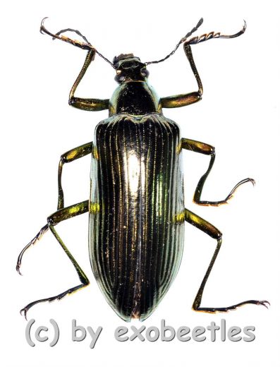 Tenebrionidae spec. #30 ( 30 – 34 )