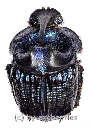 Coprophanaeus lancifer ( 35 – 39 )