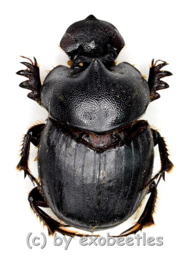 Onthophagus spec. ( 15 – 19 )