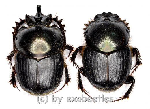 Onthophagus spec. #1 ( M 15 – 19 )