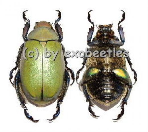 Chrysina erubescens ( 30 – 34 )