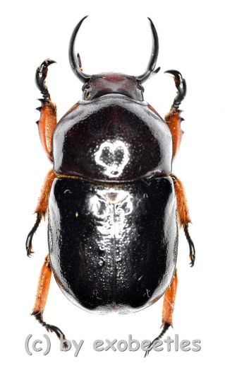 Didrepanephorus yunnanus clermonti ( 20 – 29 )