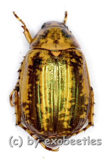 Rutelidae spec. #22 ( 15 – 19 )