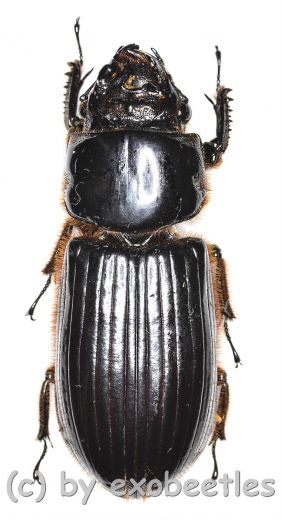 Passalidae spec. #4 ( 40 – 44 )