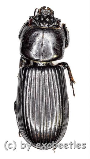 Passalidae spec. #6 ( 35 – 39 )