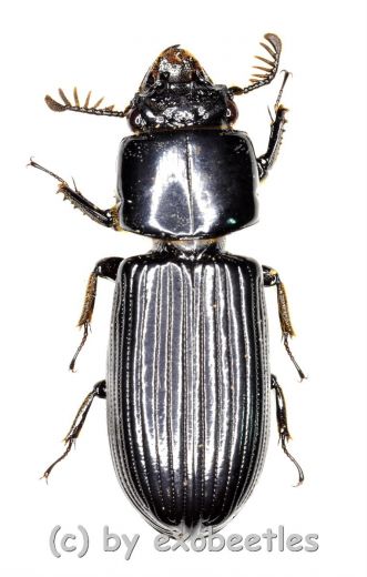 Passalidae spec. #5 ( 25 – 29 )