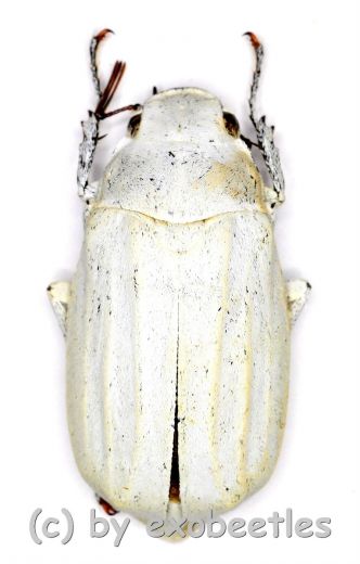 Cyphochilus insulanus ( 25 – 34 )