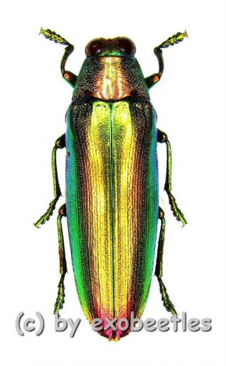 Chrysochroa aurora