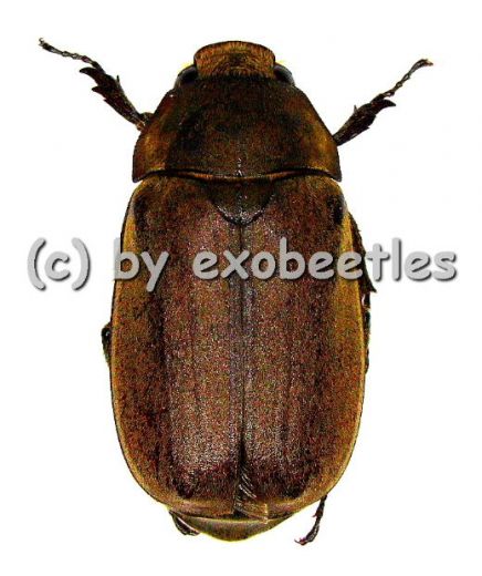 Melolonthidae spec. #13 ( 30 - 35 )