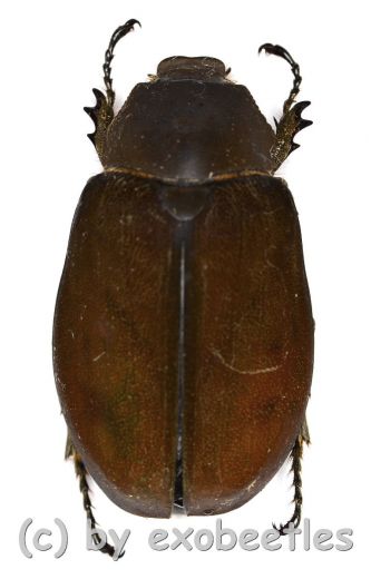 Melolonthidae spec. #17 ( 30 - 34 )