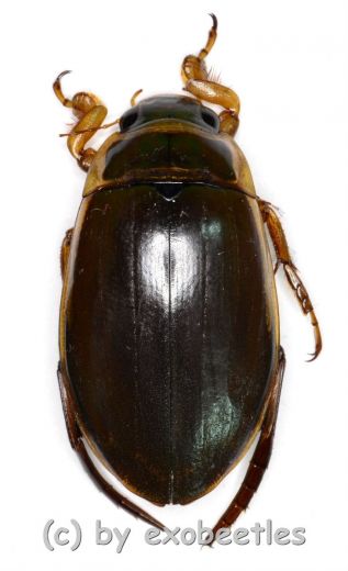 Dytiscus marginalis ( 25 – 34 )