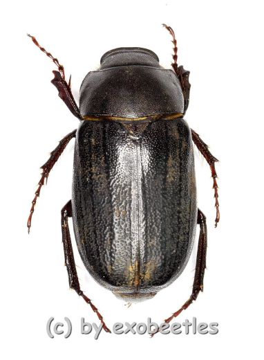 Melolonthidae spec. #20 ( 15 – 19 )