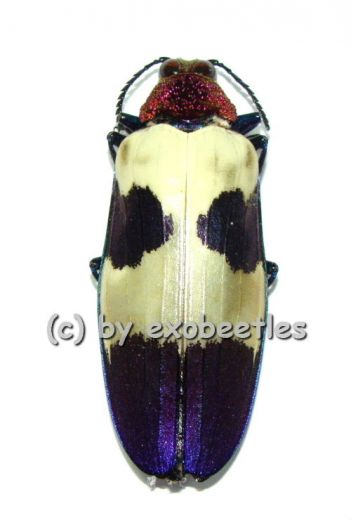 Chrysochroa buqueti rugicollis ( 40 – 44 )