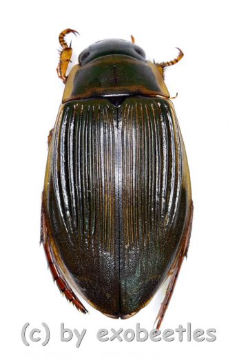 Dytiscus marginalis ( 25 – 34 )