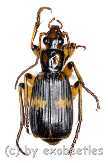 Carabidae spec. #20 ( 15 - 19 )