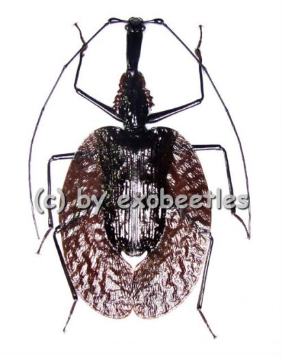 Mormolyce phyllodes ( 70 – 74 )