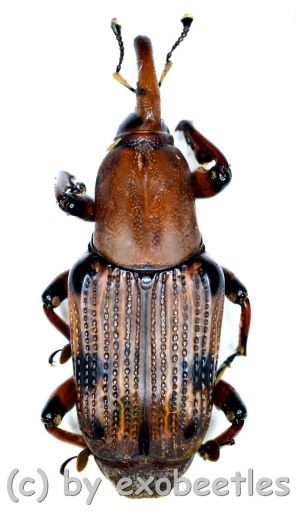 Curculionidae spec. #48 ( 25 - 29 )