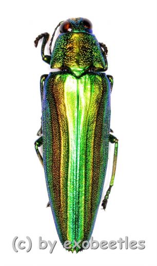 Chrysochroa baudoni ( 30 – 34 )