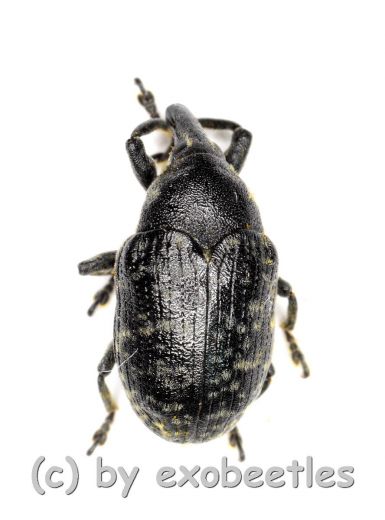 Larinus turbinatus ( 5 – 9 )