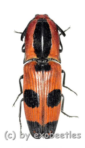 Abiphis insignis ( 25 – 29 )