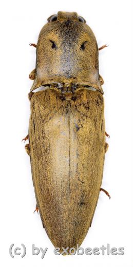 Elateridae spec. #27 ( 30 – 34 ) A2