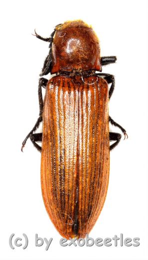 Elateridae spec. #31 ( 15 – 24 )