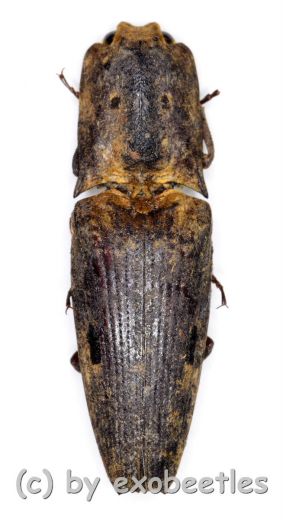 Elateridae spec. #33 ( 25 – 29 )