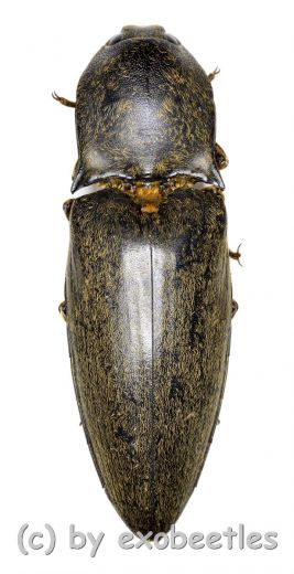 Elateridae spec. #35 ( 30 – 34 )