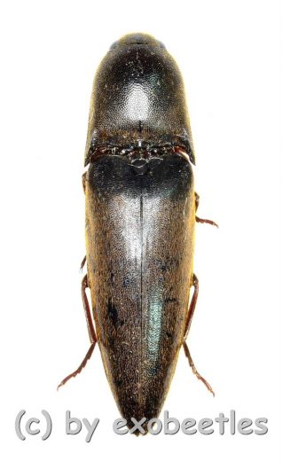 Orthostethus spec. ( 25 – 29 )