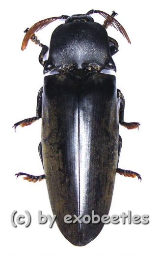 Tetralobus perroti ( 45 - 49 )