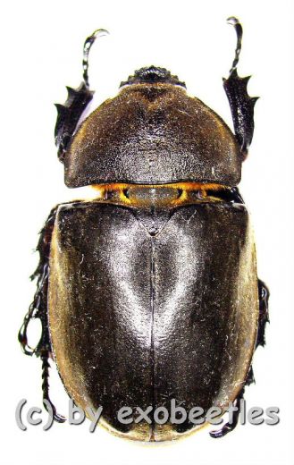 Allomyrina dichotomus septentrionalis ( 40 - 49 )