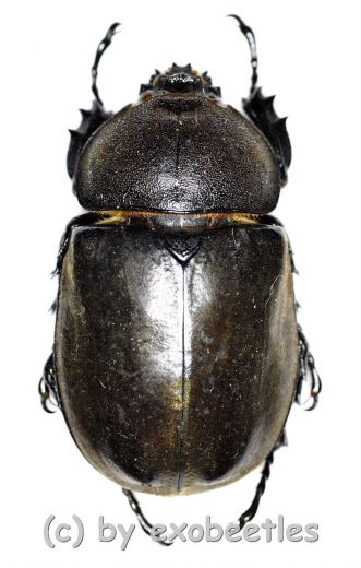 Allomyrina dichotomus ssp. ( 40 - 49 )