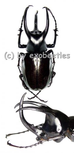 Chalcosoma moellenkampi ( 85 – 89 )