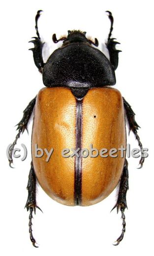 Eupatorus gracilicornis ( 45 – 64 ) A1-