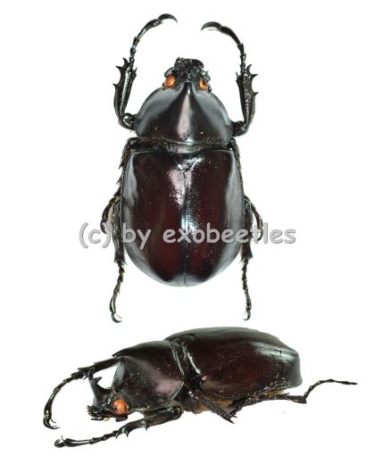 Xylotrupes gideon ssp. ( 45 - 49 )